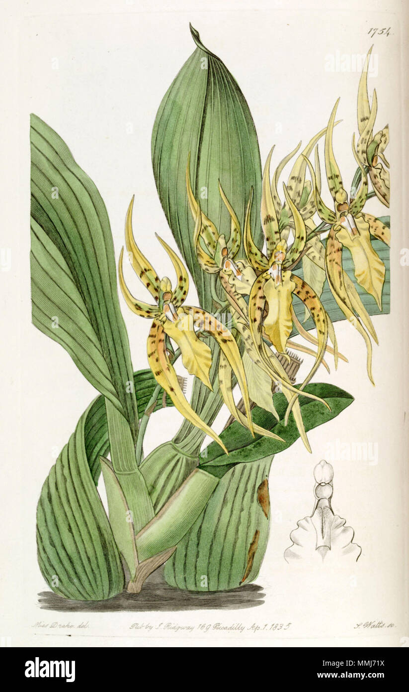 . Brassia lanceana  . 1836. Miss Drake (1803-1857) del., J. Watts sc. Brassia lanceana - Edwards vol 21 pl 1754 (1836) Stock Photo