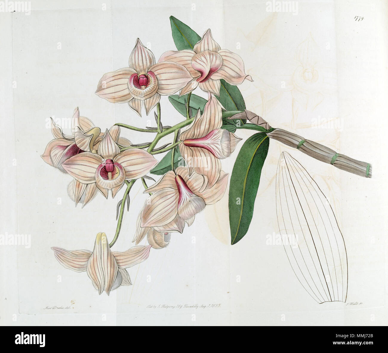 . Dendrobium moschatum (as syn. Dendrobium cupreum) . 1836. Miss Drake