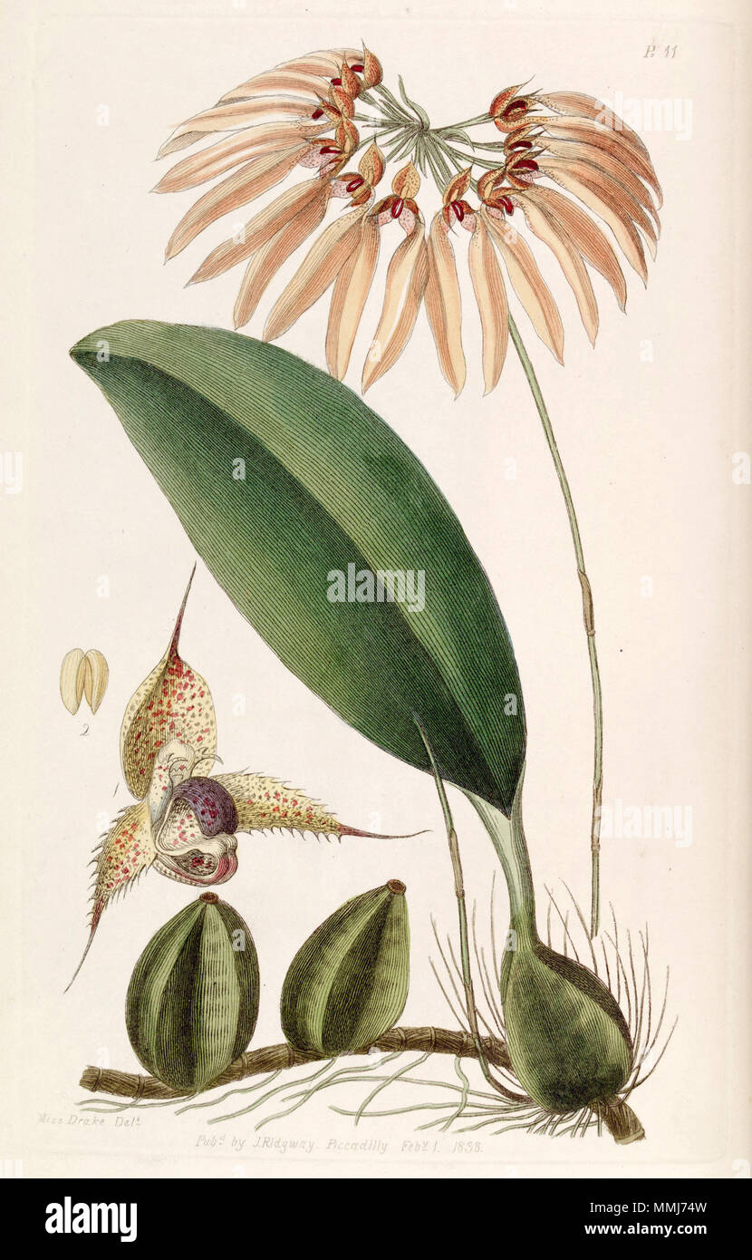 . Bulbophyllum eberhardtii or Bulbophyllum longiflorum (as syn. Cirrhopetalum thouarsii)  . 1838. Miss Drake (1803-1857) del. Bulbophyllum eberhardtii or Bulbophyllum longiflorum (as Cirrhopetalum thouarsii) - Edwards vol 24 (NS 1) pl 11 (1838) Stock Photo