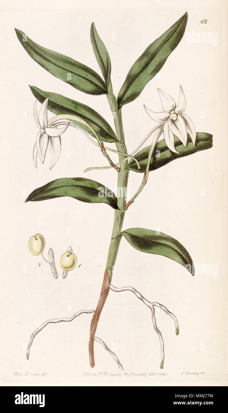 . Angraecum mauritianum (as syn. Angraecum gladiifolium)  . 1840. Miss Drake (1803-1857) del. , G. Barclay sc. Angraecum mauritianum (as Angraecum gladiifolium) - Edwards vol 26 (NS 3) pl 68 (1840) Stock Photo