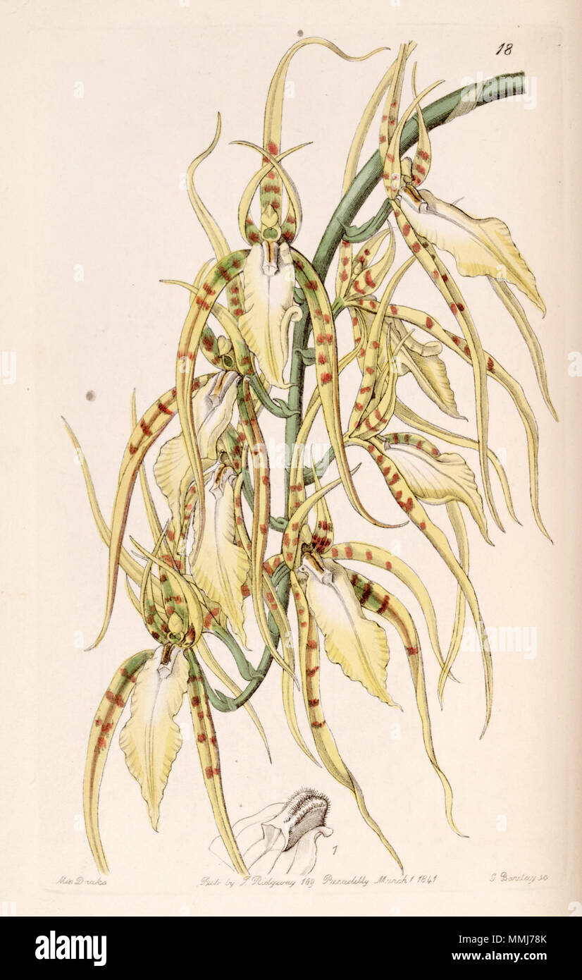 . Brassia cochleata (as syn. Brassia lawrenceana)  . 1841. Miss Drake (1803-1857) del. , G. Barclay sc. Brassia cochleata (as Brassia lawrenceana) - Edwards vol 27 (NS 4) pl 18 (1841) Stock Photo