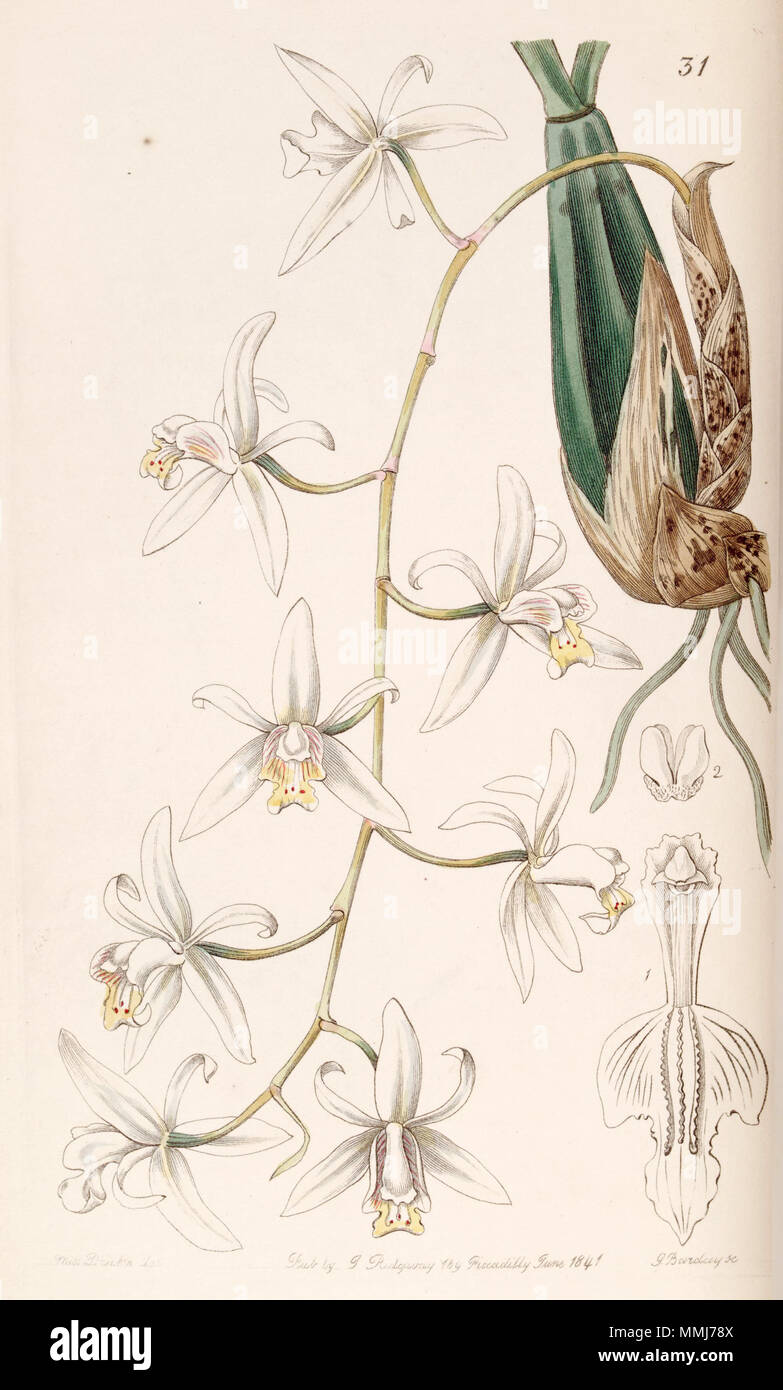 . Coelogyne flaccida  . 1841. Miss Drake (1803-1857) , G. Barclay sc. Coelogyne flaccida - Edwards vol 27 (NS 4) pl 31 (1841) Stock Photo
