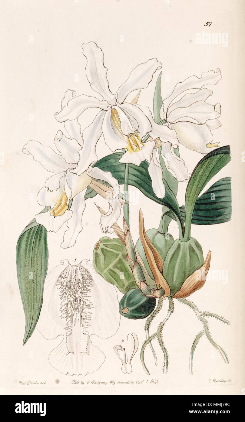 . Coelogyne cristata  . 1841. Miss Drake (1803-1857) , G. Barclay sc. Coelogyne cristata - Edwards vol 27 (NS 4) pl 57 (1841) Stock Photo