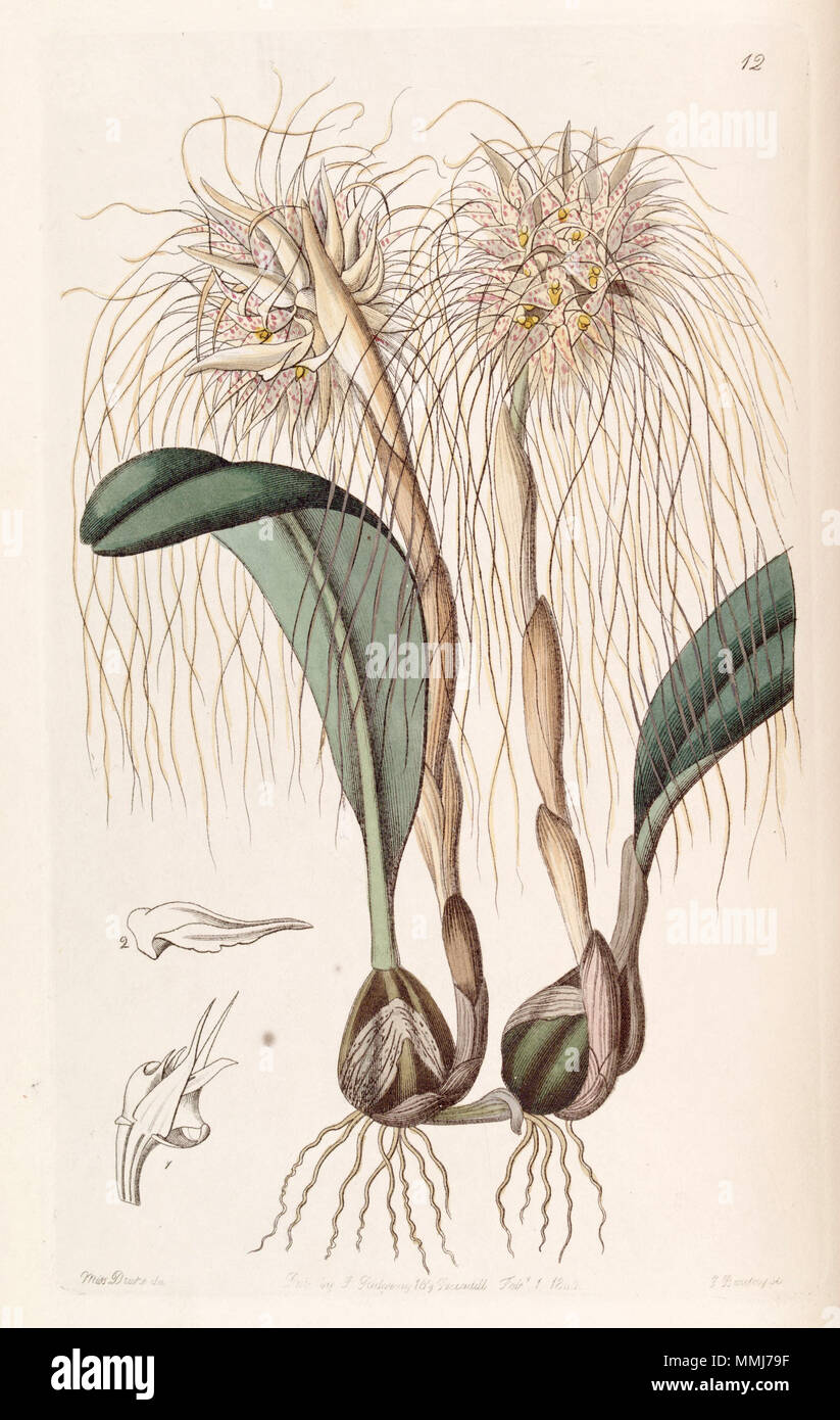 . Bulbophyllum medusae (as syn. Cirrhopetalum medusae)  . 1842. Miss Drake (1803-1857) del. , G. Barclay sc. Bulbophyllum medusae (as Cirrhopetalum medusae) - Edwards vol 28 (NS 5) pl 12 (1842) Stock Photo