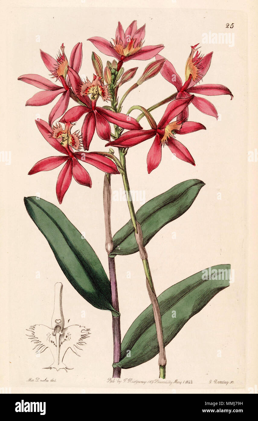 . Epidendrum cinnabarinum  . 1842. Miss Drake (1803-1857) , G. Barclay sc. Epidendrum cinnabarinum - Edwards vol 28 (NS 5) pl 25 (1842) Stock Photo