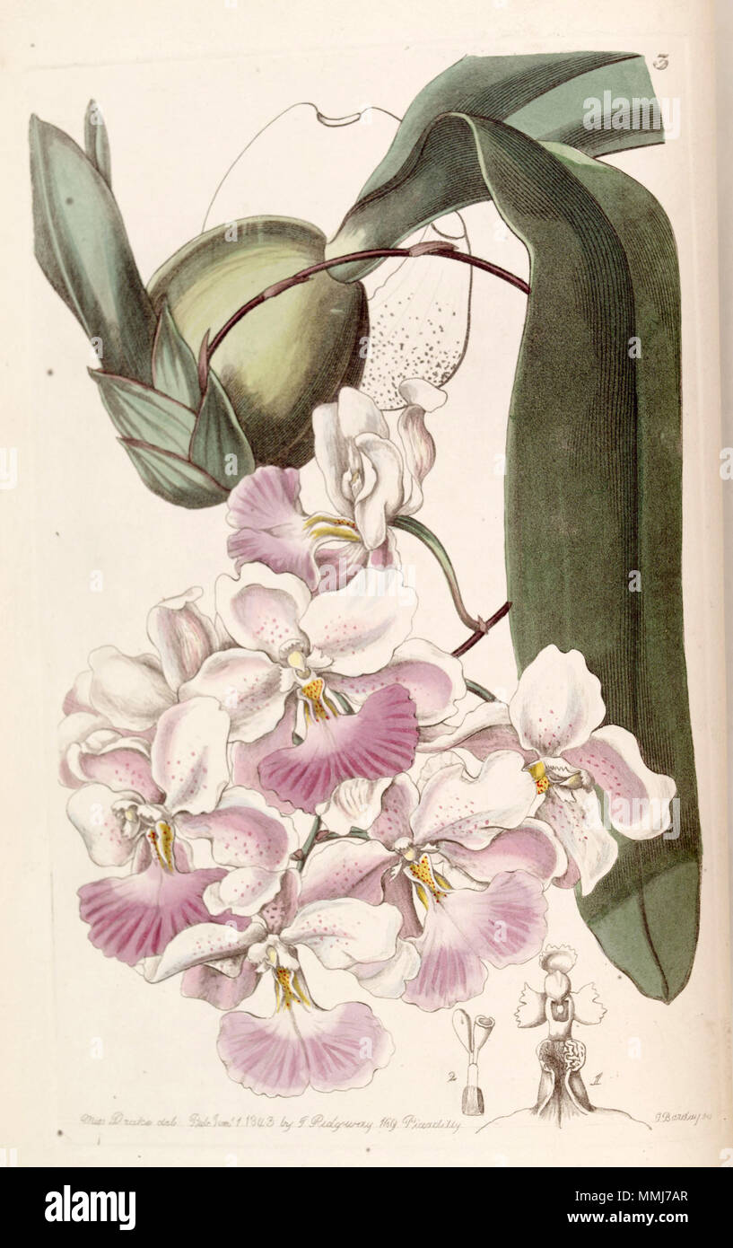 . Cuitlauzina pendula (as syn. Odontoglossum citrosmum)  . 1843. Miss Drake (1803-1857) del. , G. Barclay sc. Cuitlauzina pendula (as Odontoglossum citrosmum) - Edwards vol 29 (NS 6) pl 3 (1843) Stock Photo