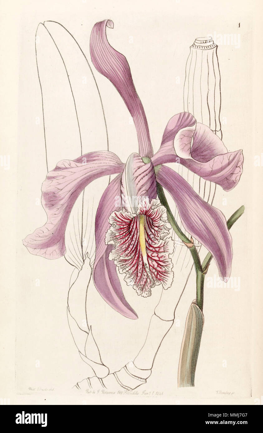 . Cattleya maxima  . 1846. Miss Drake (1803-1857) del. , G. Barclay sc. Cattleya maxima - Edwards vol 32 (NS 9) pl 1 (1846) Stock Photo