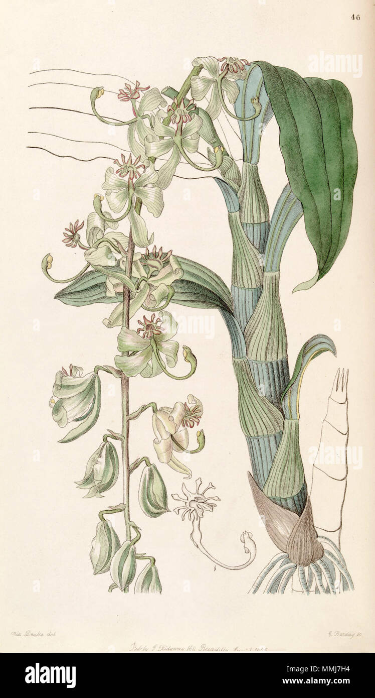. Cycnoches stelliferum (as syn. Cycnoches egertonianum var. viride)  . 1846. Miss Drake (1803-1857) del., G. Barclay sc. Cycnoches stelliferum (as Cycnoches egertonianum var. viride) - Edwards vol 32 (NS 9) pl 46 (1846) Stock Photo