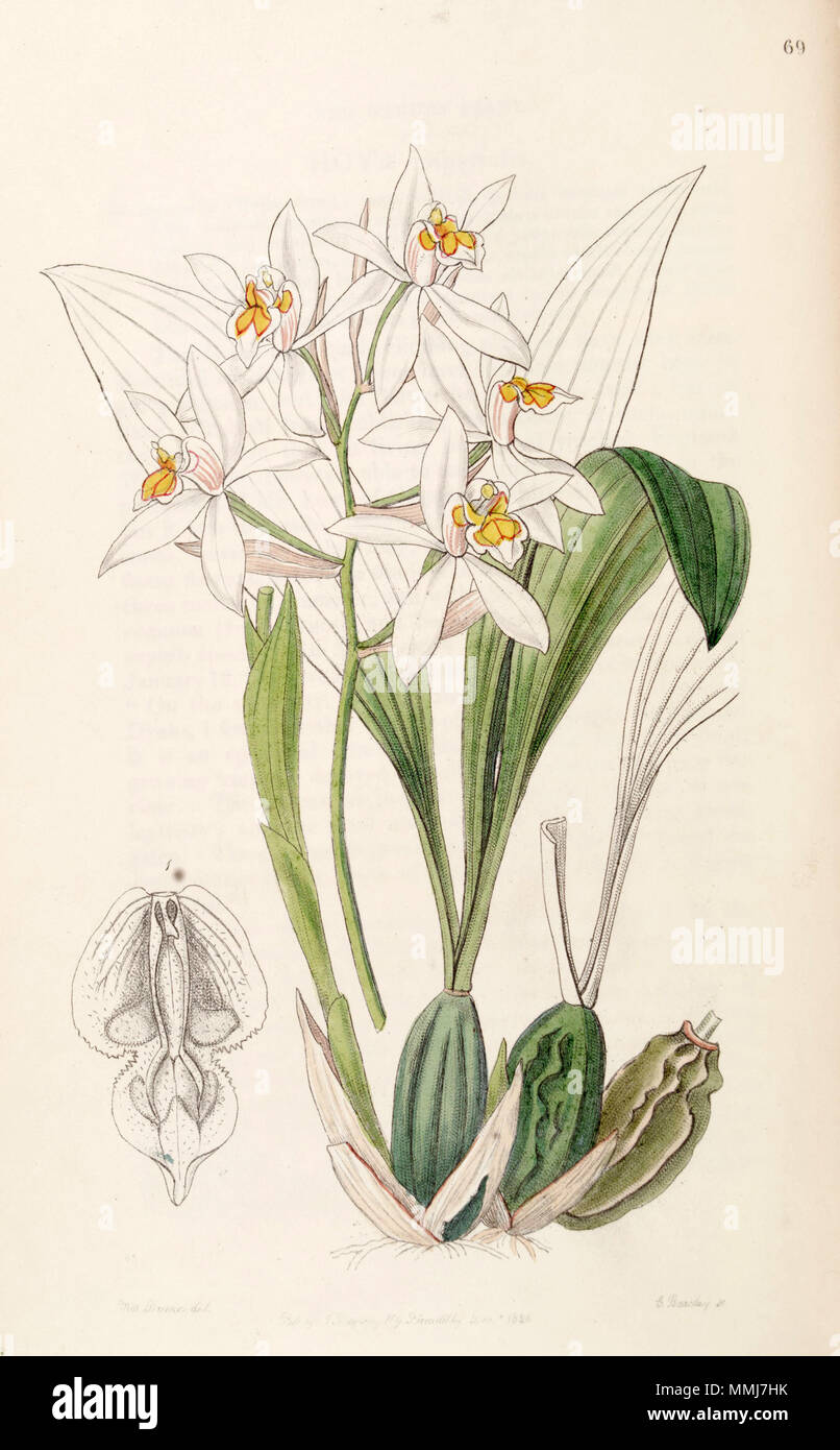 . Coelogyne nitida (as syn. Coelogyne ochracea)  . 1846. Miss Drake (1803-1857) del., G. Barclay sc. Coelogyne nitida (as Coelogyne ochracea) - Edwards vol 32 (NS 9) pl 69 (1846) Stock Photo