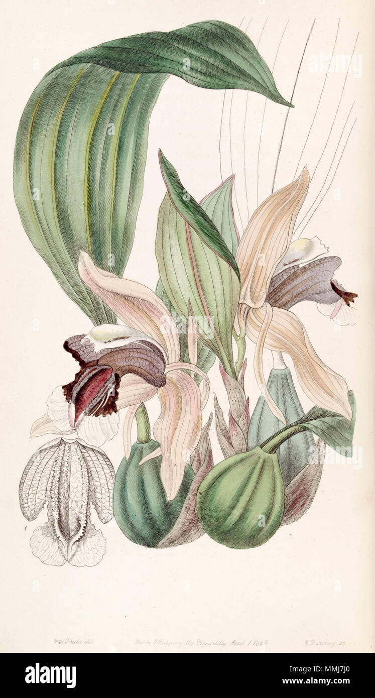 . Coelogyne speciosa  . 1847. Miss Drake (1803-1857) del. , G. Barclay sc. Coelogyne speciosa - Edwards vol 33 (NS 10) pl 23 (1847) Stock Photo