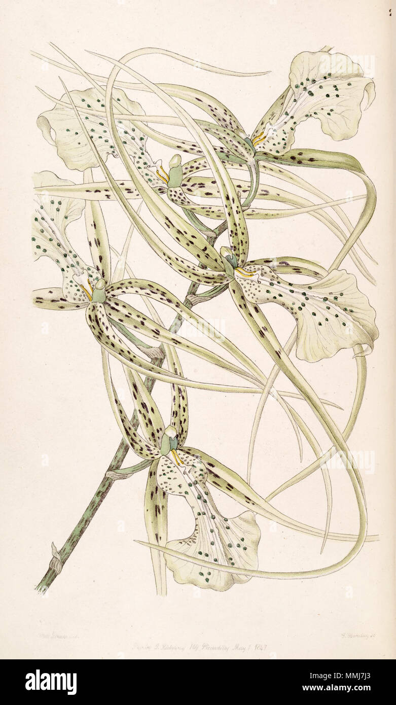 . Brassia verrucosa (as syn. Brassia brachiata)  . 1847. Miss Drake (1803-1857) del., G. Barclay sc. Brassia verrucosa (as Brassia brachiata) - Edwards vol 33 (NS 10) pl 29 (1847) Stock Photo