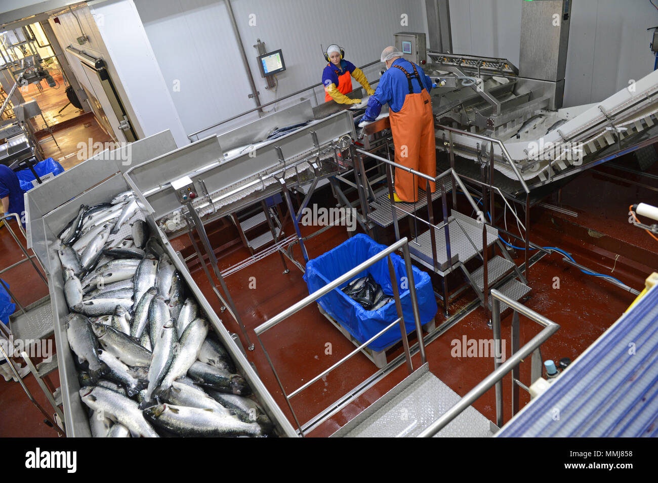 Farmed salmon hires stock photography and images Alamy