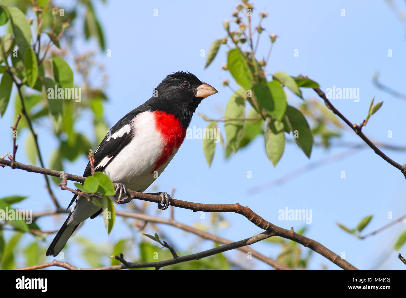 Male rose-breasted grosbeak perched in serviceberry Stock Photo