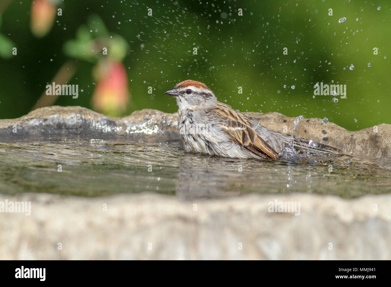 Chipping sparrow taking a bath Stock Photo