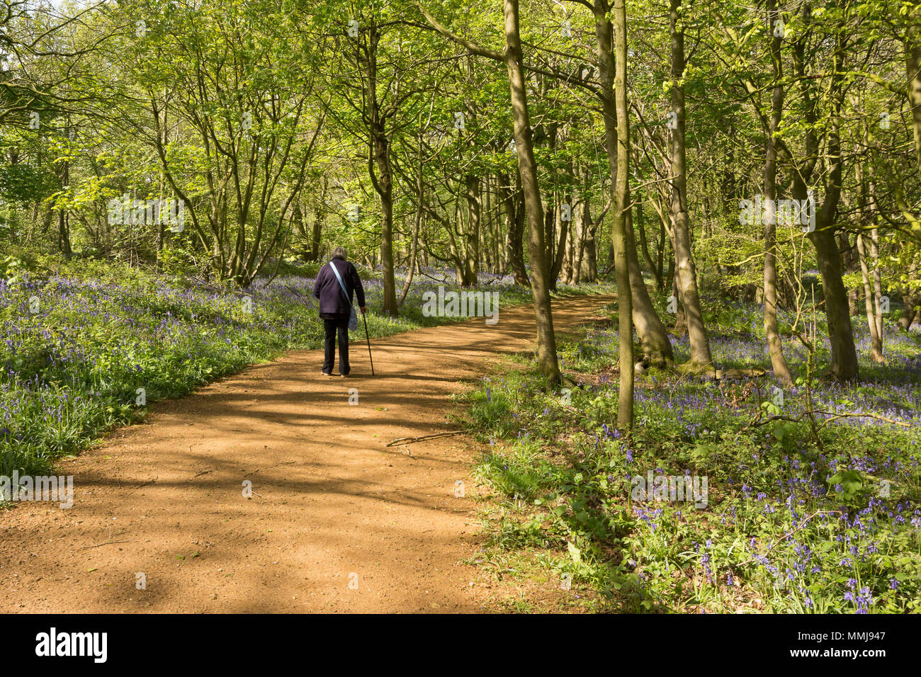 Elderly lady walking in bluebell wood Stock Photo