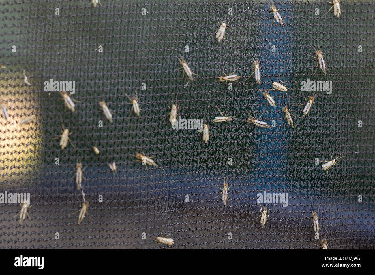 Lot of midges or mosquiotos sitting on balck protective insect screen. Chironomus plumosus Stock Photo