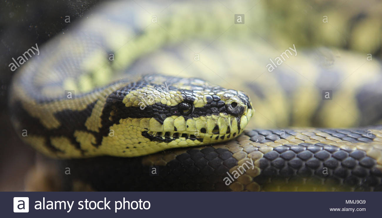 Reptile Breeders Expo High Resolution Stock Photography and Images - Alamy