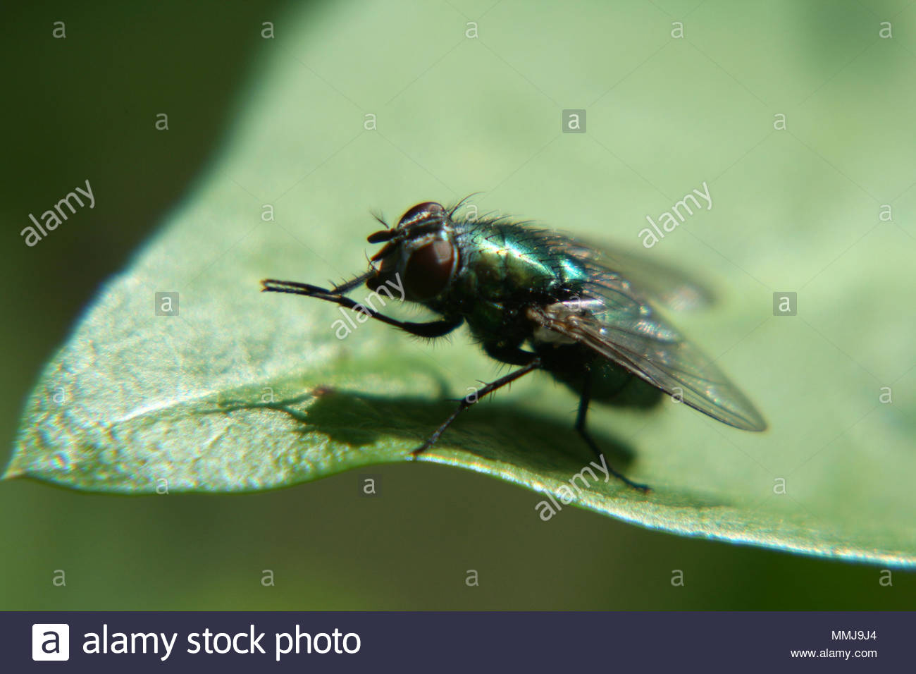 Housefly Larvae Stock Photos & Housefly Larvae Stock Images Alamy