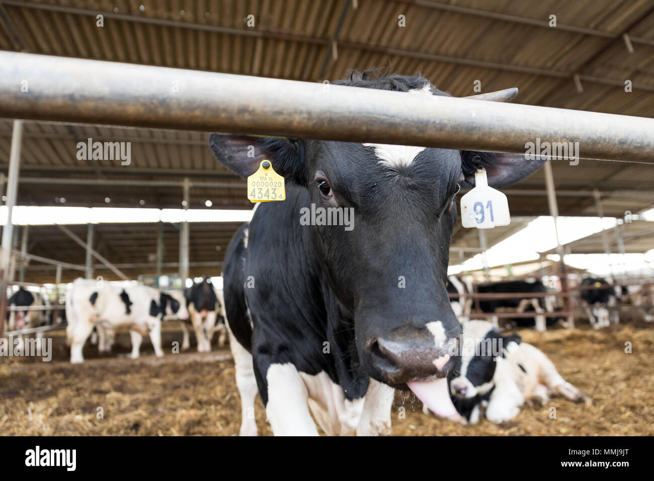 A walk at Bethlehem of Galilee, Israel Stock Photo Alamy