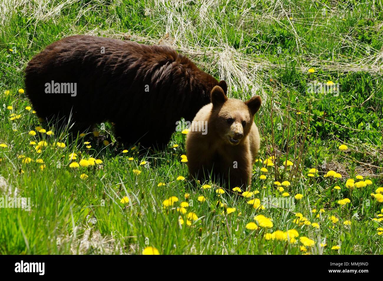 Cubbie bear hi-res stock photography and images - Alamy