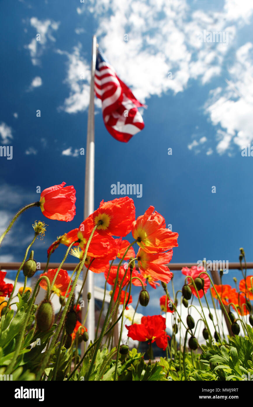 American Flag On Poppy Fields USA Memorial Day Concept Stock Photo Alamy