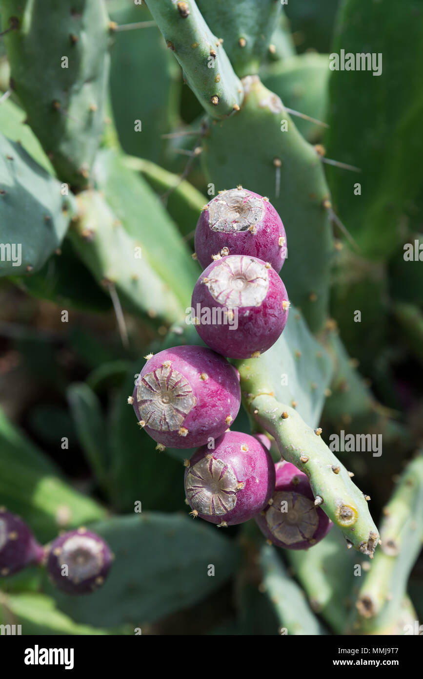 A walk at Bethlehem of Galilee, Israel Stock Photo Alamy