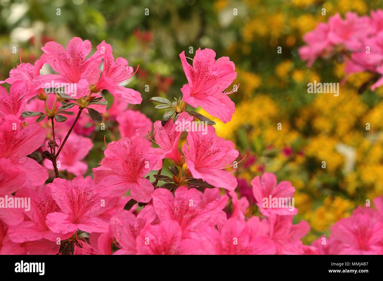 Hampstead Heath Flower garden May 2018 Stock Photo