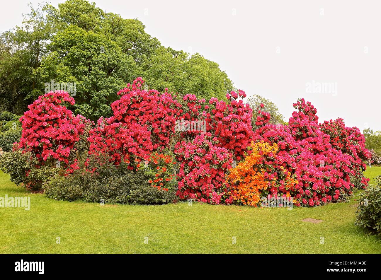 Hampstead Heath Flower garden May 2018 Stock Photo