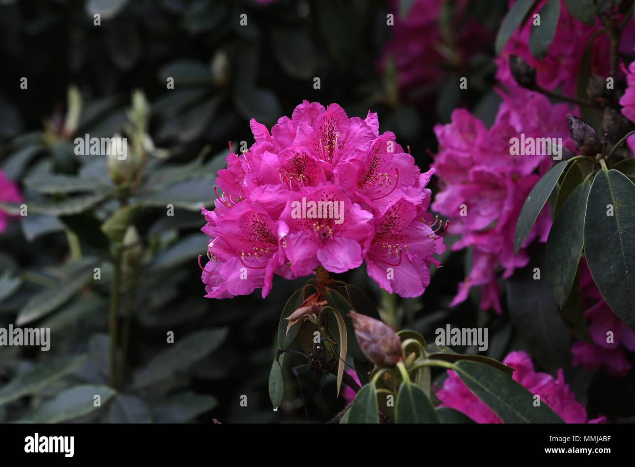 Hampstead Heath Flower garden May 2018 Stock Photo