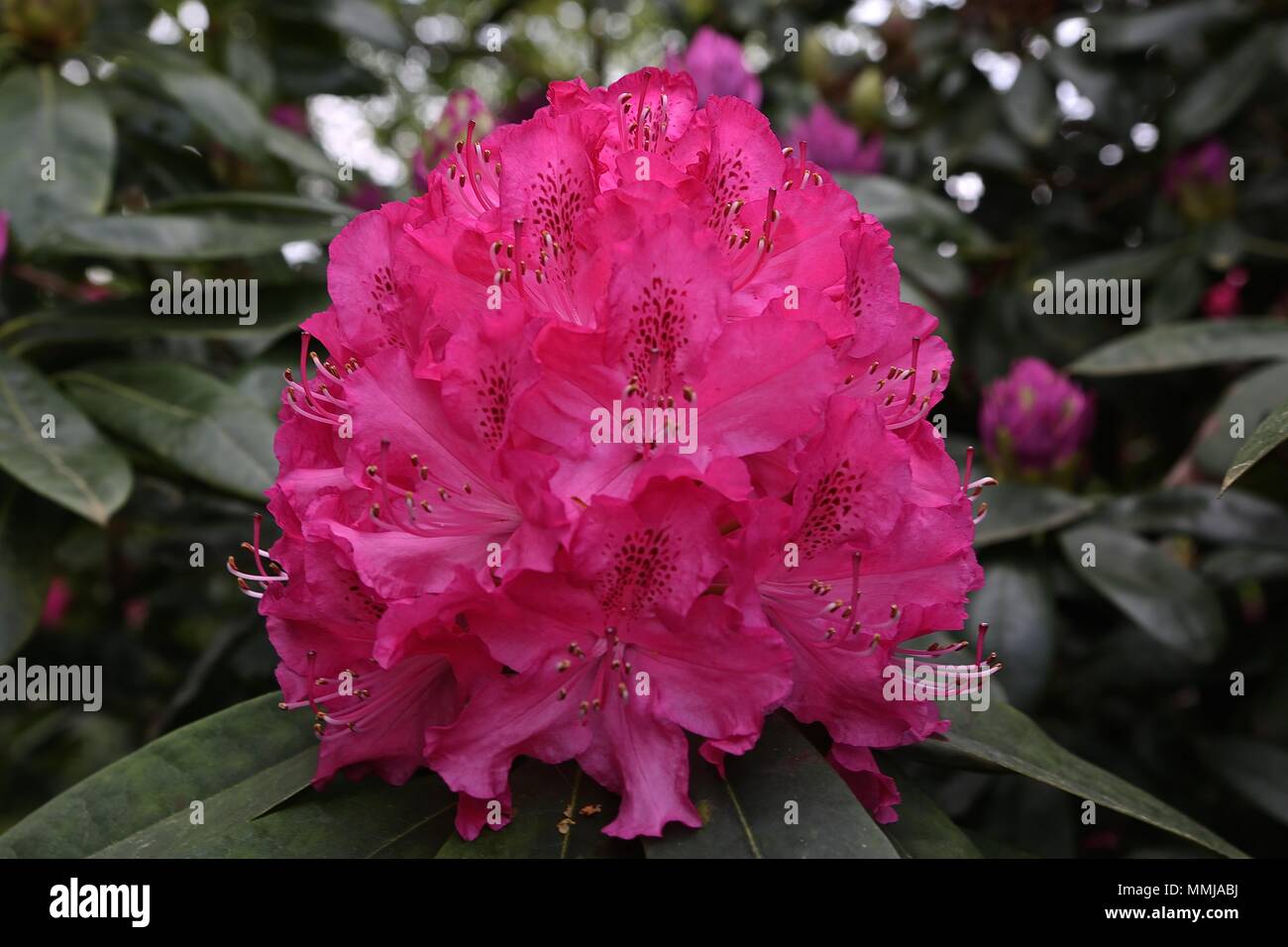 Hampstead Heath Flower garden May 2018 Stock Photo