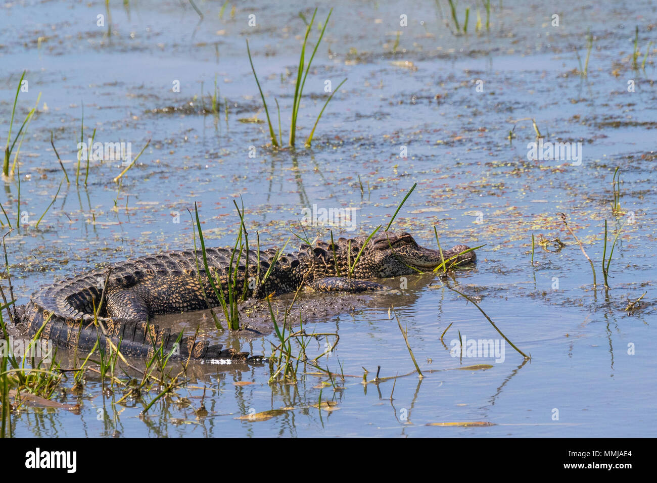 American Alligator lurking in Shoveler's Pond at Anahuac National
