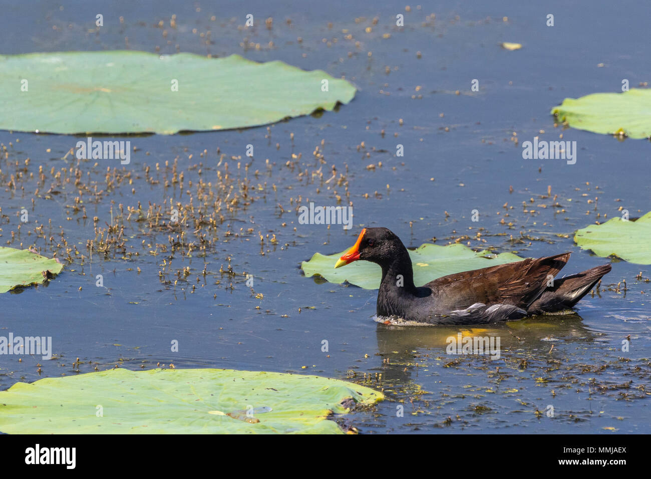 Common Gallinule in breeding plumage on Shoveler's Pond at Anahuac National Wildlife Refuge in Southeastern Texas. Stock Photo