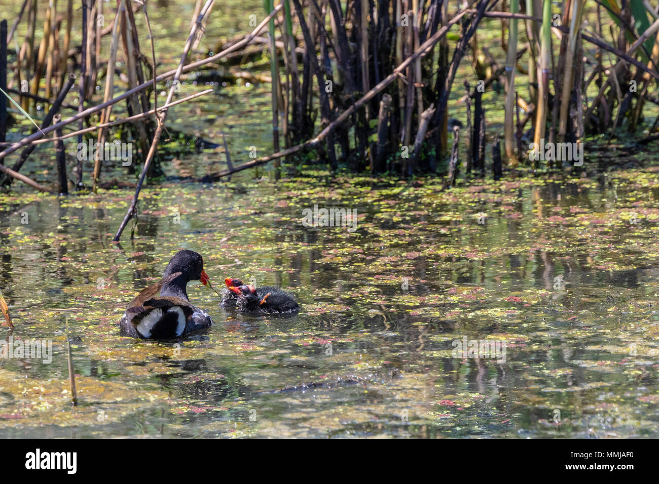 Anahuac nwr duck hunting