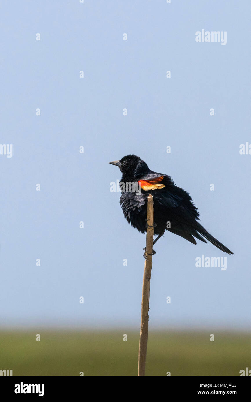 Red-winged Blackbird perched on reed in Anahuac National Wildlife Refuge in Texas. Stock Photo