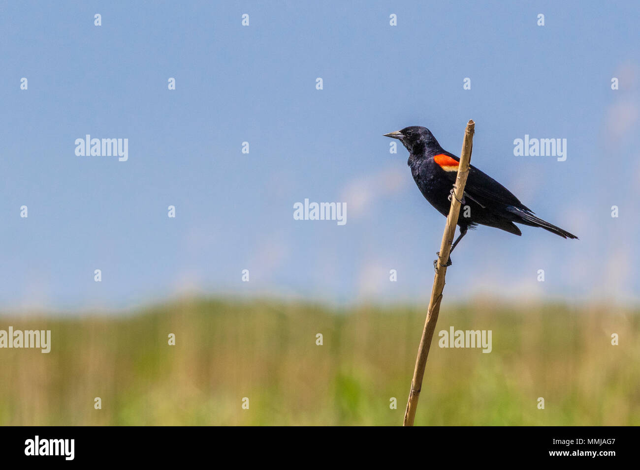 Red-winged Blackbird at Anahuac National Wildlife Refuge in Southeastern Texas. Stock Photo
