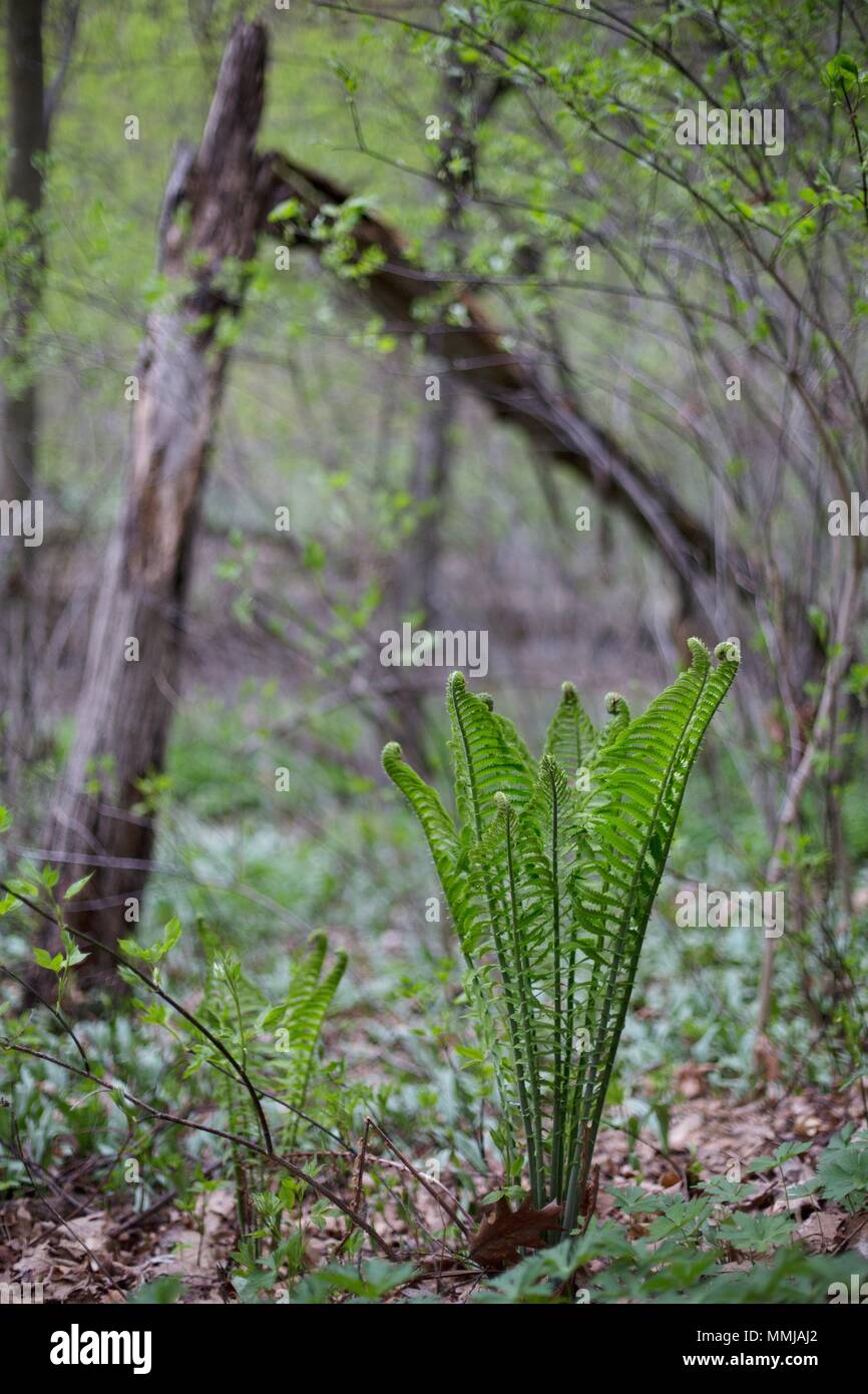 Ostrich fern, at Eloise Butler Wildflower Garden in Minneapolis