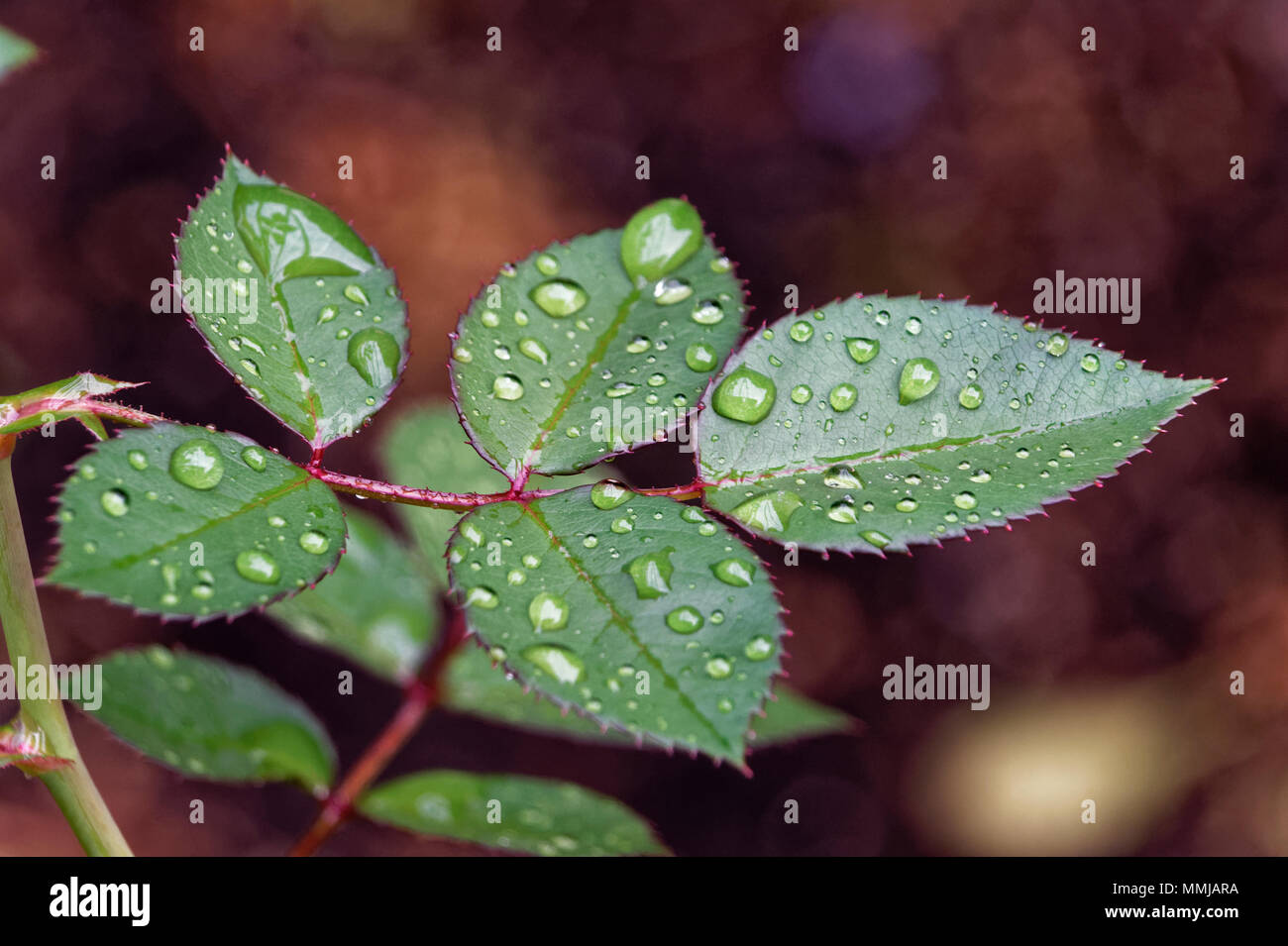 Wet leaves in rain hi-res stock photography and images - Alamy