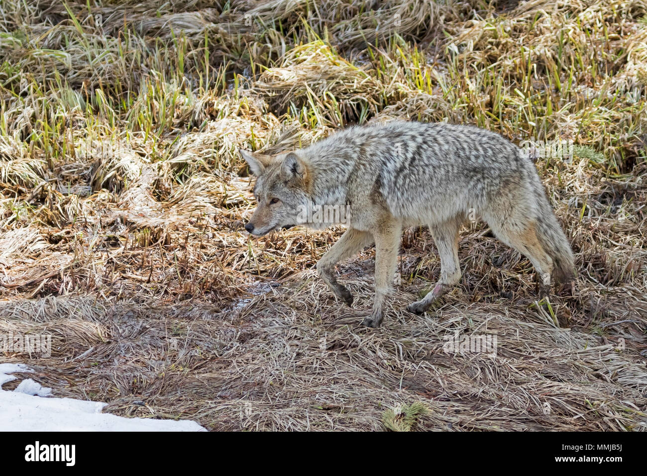 Yellowstone National Park wolf hunting Stock Photo Alamy