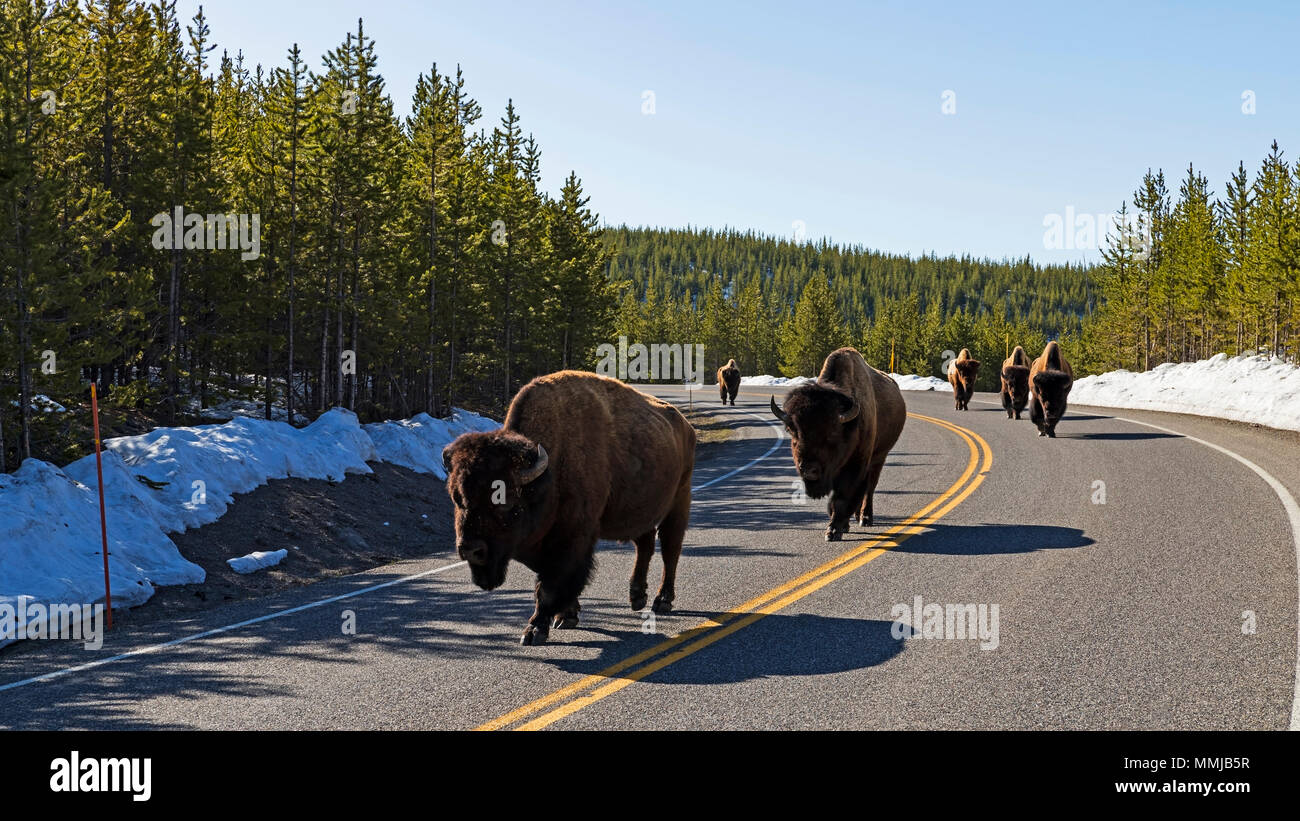 Bison at Yellowstone National Park Stock Photo