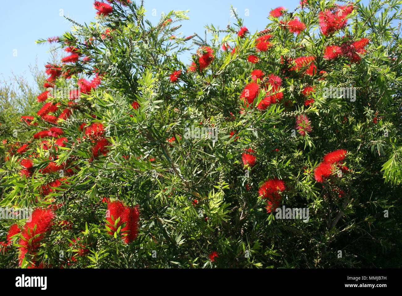 Red Bottlebrush bush (Callistemon) Australia Stock Photo