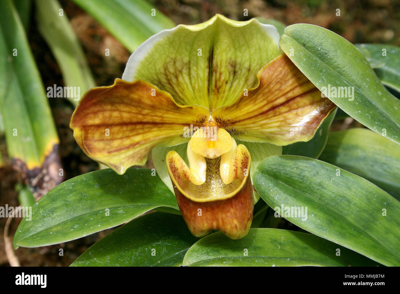 Paphiopedilum orchid flower CLOSE-UP Stock Photo