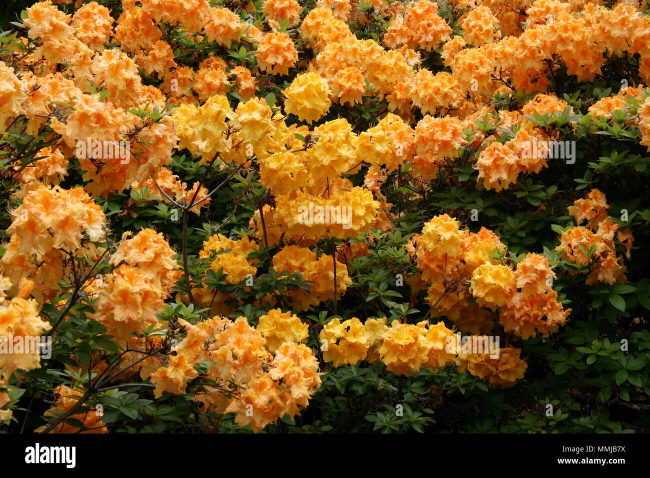 Colourful and healthy Rhododendron bush, Australia Stock Photo