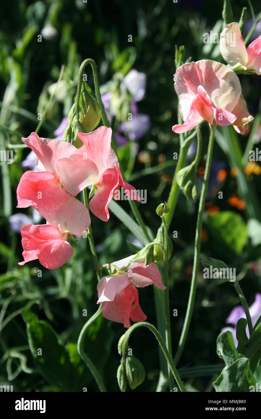 Sweet peas growing (Lathyrus Stock Photo Alamy