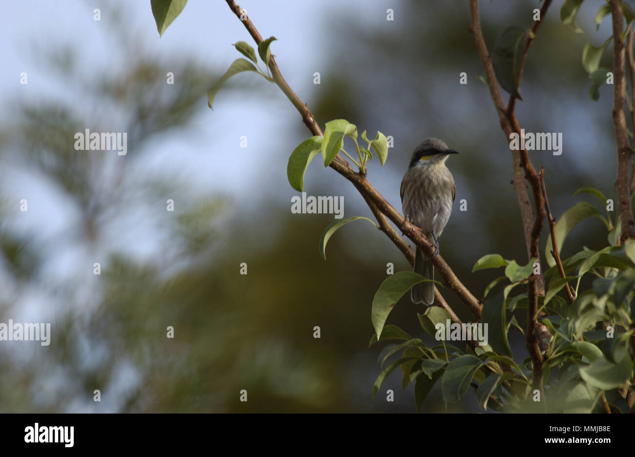 Singing honeyeater (Gavicalis virescens) is a small bird found in Australlia and is part of the honeyeater family (Meliphagidae). Stock Photo