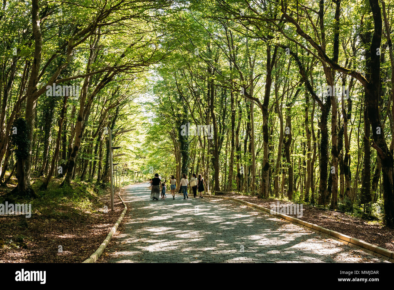 tro på uld Patriotisk Kutaisi, Georgia. People Walking On Forest Road Lane Pathway Among Greenery  In State Sataplia Reserve In Summer Sunny Day Stock Photo - Alamy