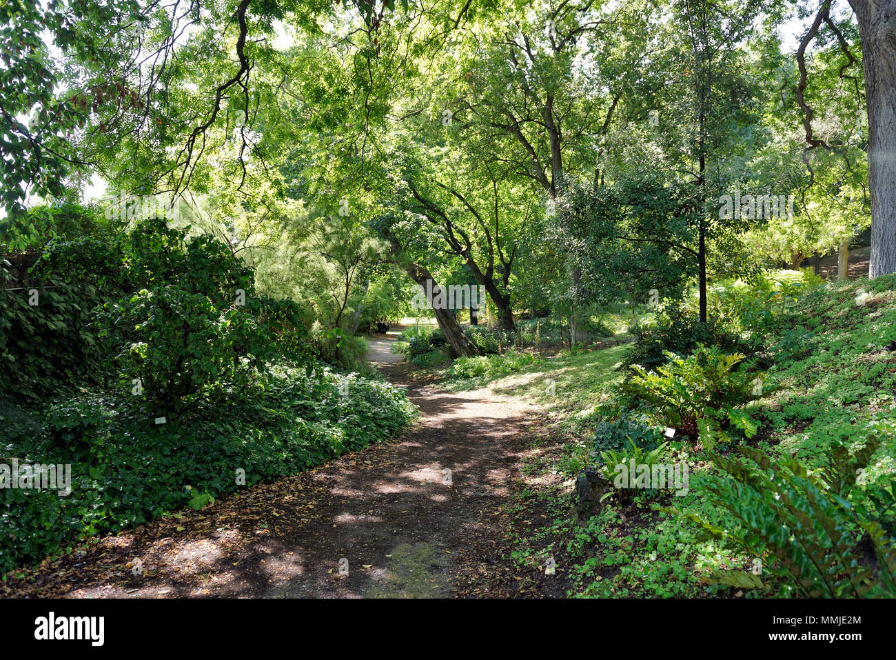 Tree lined leafy path, Orto Botanico di Roma or Rome's Botanical Garden. Located on the lower slopes of Gianicolo or Janiculum Hill, the tranquil secr Stock Photo