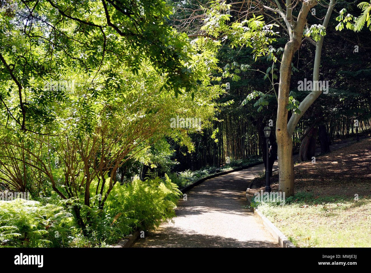 Tree lined leafy path, Orto Botanico di Roma or Rome's Botanical Garden. Located on the lower slopes of Gianicolo or Janiculum Hill, the tranquil secr Stock Photo