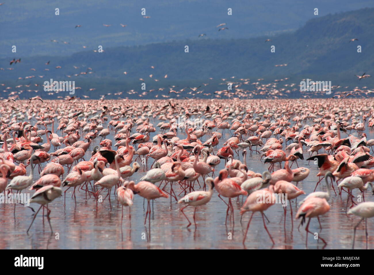 Pink Flamingos at Lake Nakuru Stock Photo - Alamy