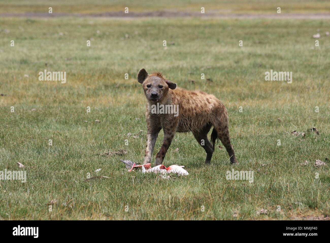 Spotted Hyena with a flamingo kill in Lake Nakuru National Park Stock Photo