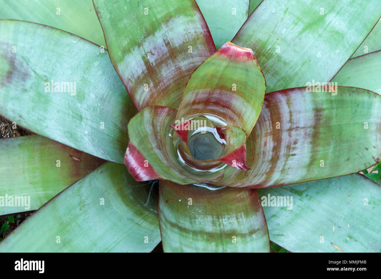 Bromeliad (detail) in a subtropical garden in Brisbane, Queensland, Australia Stock Photo